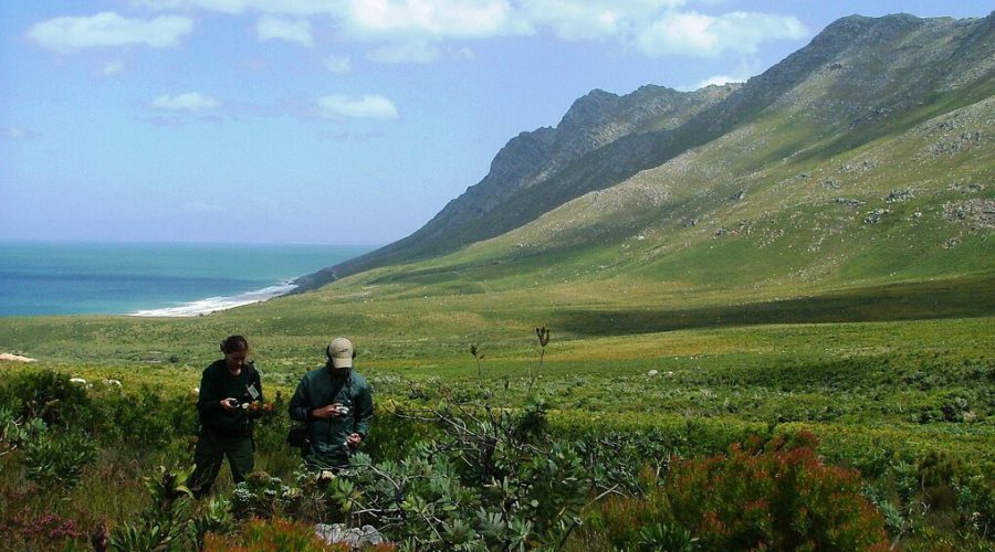 Saving Elgin’s Fynbos: Your 2025 Guide to Wildflower Conservation