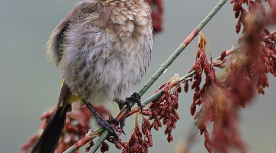 Winter Birdwatching in Elgin Valley: What to Spot in the Quiet Season